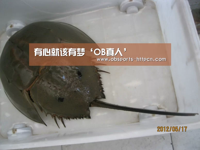欧宝